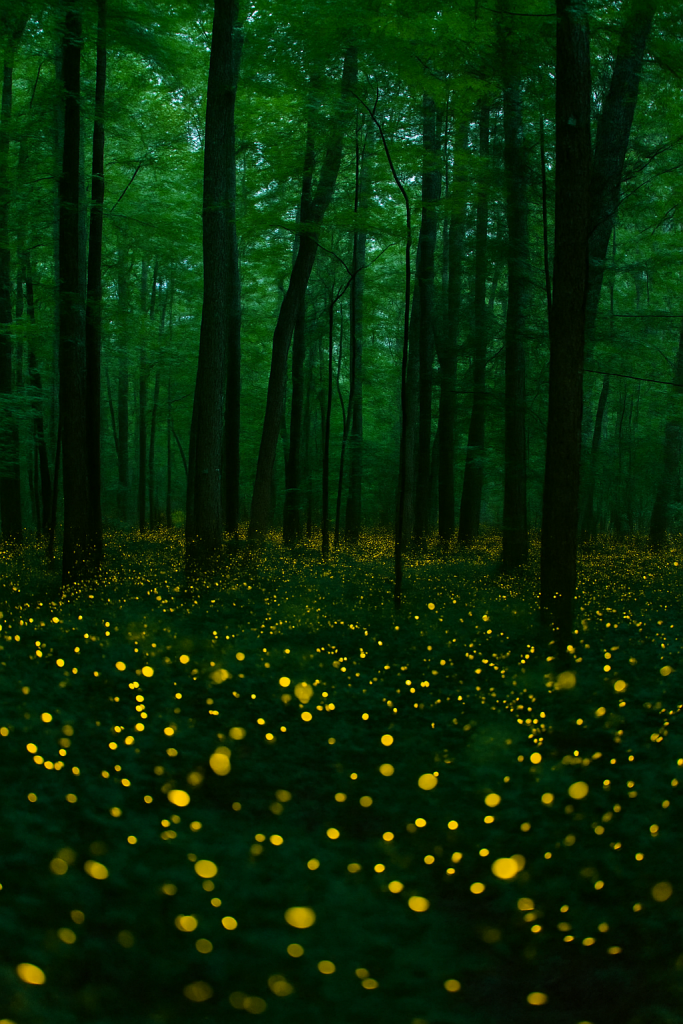 Dense forest at twilight with fireflies glowing in scattered patterns, soft light through the trees, visitors watching quietly from a darkened trail, patient travelers, nature lovers, peaceful birthday trips, outdoor celebrations, summer evenings, forest paths, rare natural events, quiet family travel moments.