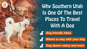 Dog on red rock cliffs in Southern Utah near Kanab, showing travel with a dog and pet friendly desert hiking